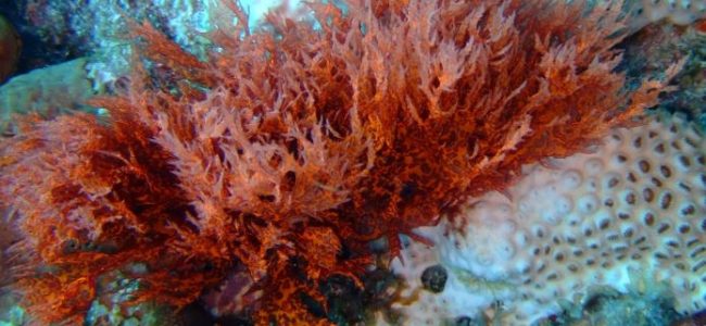 carrageenan