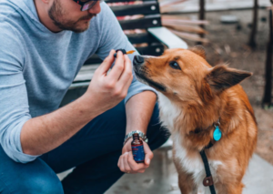 medicine for dogs