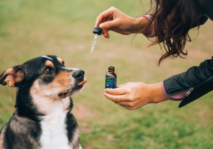 cbd oil